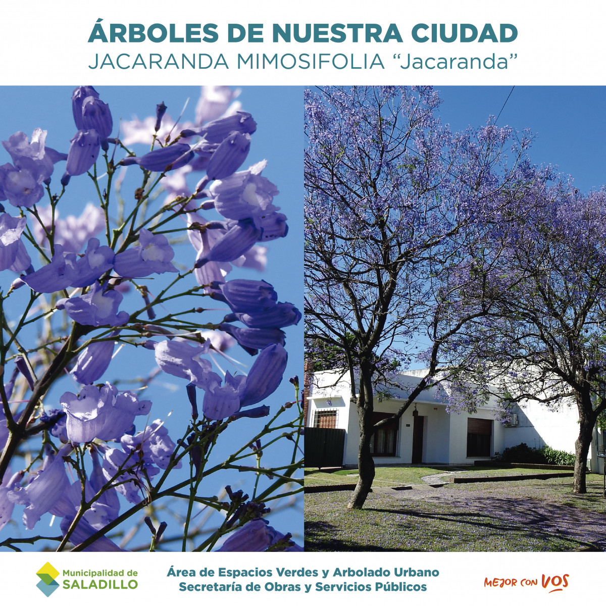 Arboles de nuestra ciudad - Jacarandá Mimosifolia 