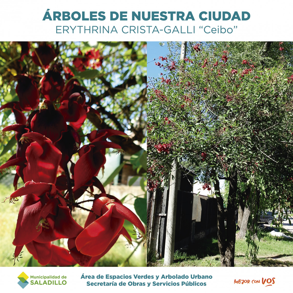 Arboles de nuestra ciudad - Erythrina Crista-Galli 